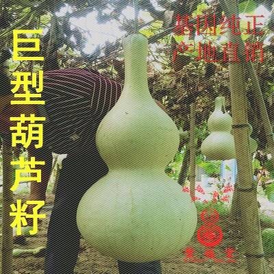 沭阳县 葫芦种子，小葫芦娃种子，大葫芦种子