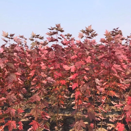 开原市 美国红枫（秋火焰）