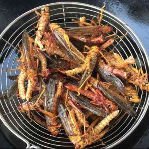 麻江县 蝗虫蚂蚱 油炸蚂蚱 一件代发