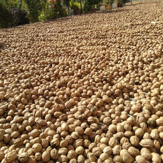 特克斯县 帮父母销售自家核桃 新疆薄皮核桃185 包邮 无药水浸泡