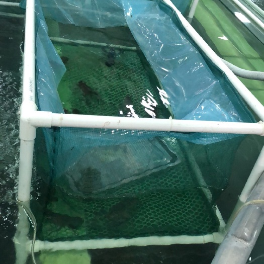 廉江市 澳洲淡水龙虾