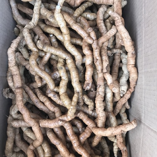 德庆县 鲜巴戟天