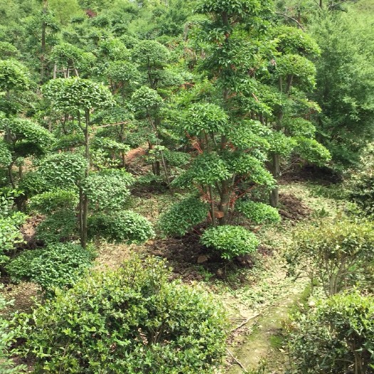  河南信阳潢川腾尚花木种植专业合作社长期出售各种规格小叶女贞