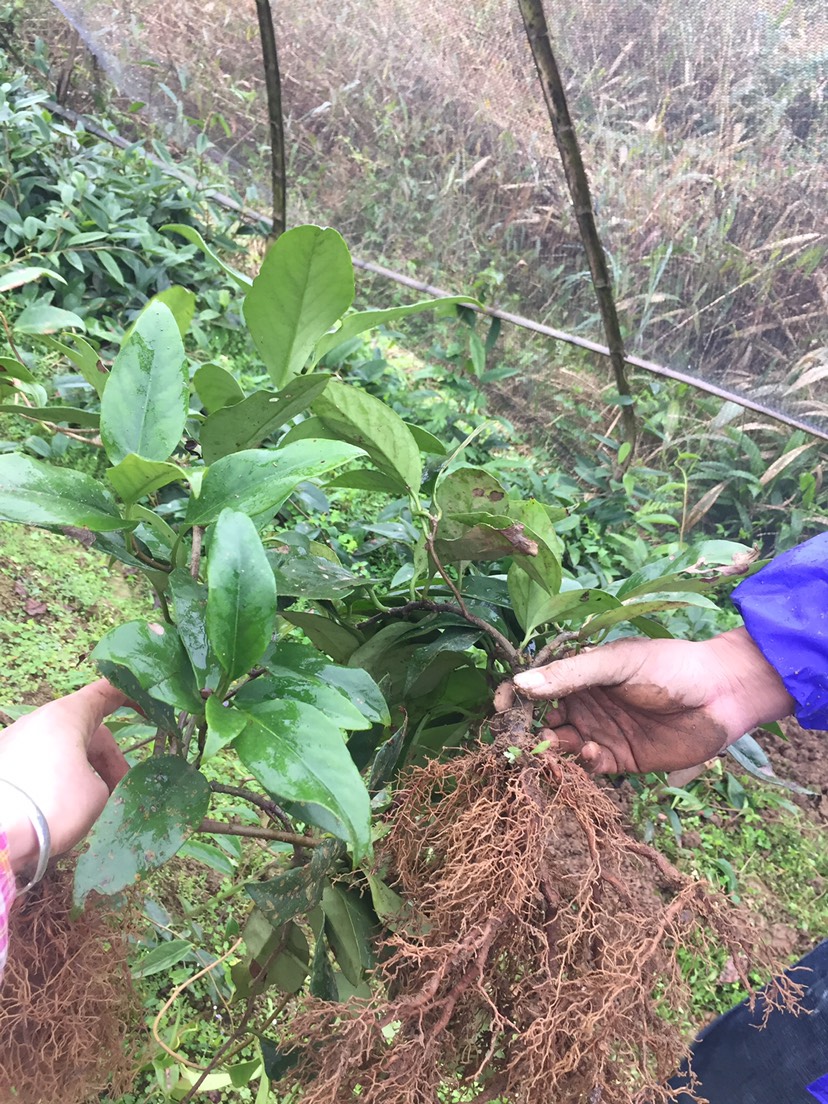 供应大厅  种子种苗  黑老虎苗