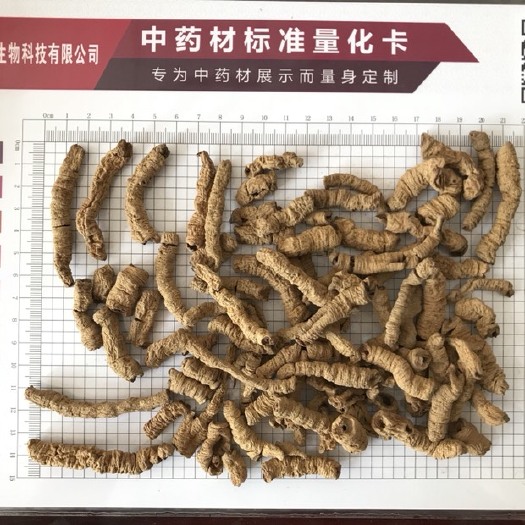 德庆县鲜巴戟 巴戟天