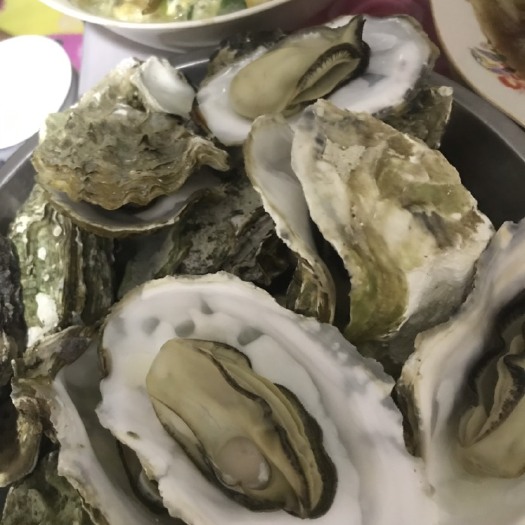 海阳市烟台海阳海蛎 海蛎子