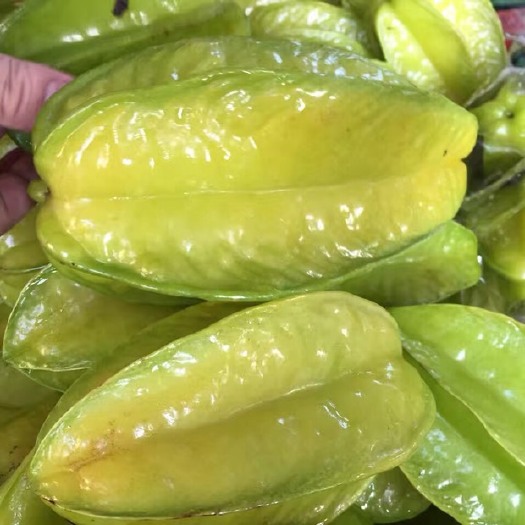 龙门县香蜜杨桃 3 - 4两