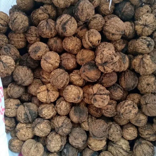 六盘水 纸皮核桃