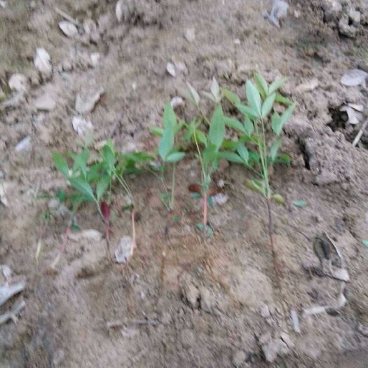 南天竹 河南信阳潢川腾尚花木种植专业合作社长期出售各种规格绿化苗木