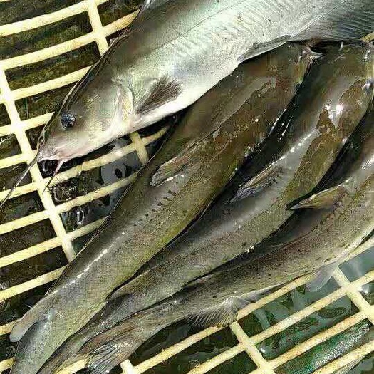 蓬溪县鲶鱼苗 大口鲶鱼