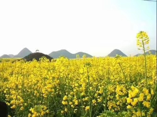 沭阳县油菜籽 油菜花种子价格