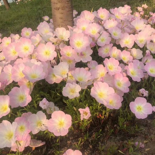 沭阳县 美丽月见草种子价格