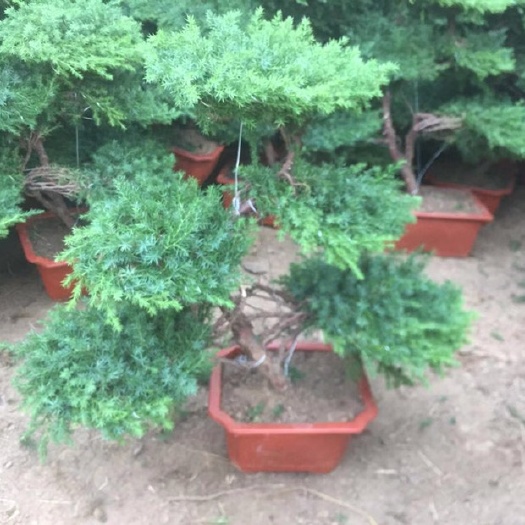 沭阳县刺松  迎客松