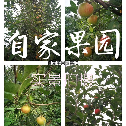 丰县 自家果园大沙河苹果
