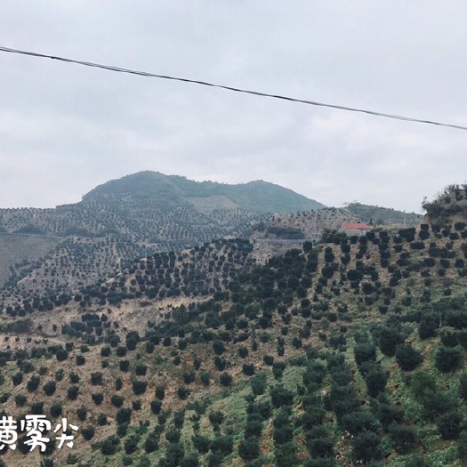 嵊州市 香榧自己产自销！ 质量保证，价格便宜！