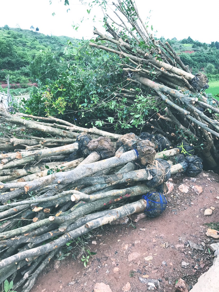 桂林八月桂   占地桂花树8-20公分具体要求规格请详谈