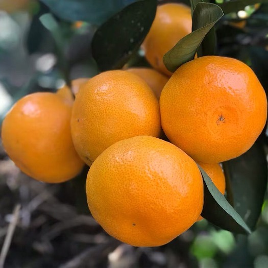 临海市正宗涌泉蜜桔 量大质优