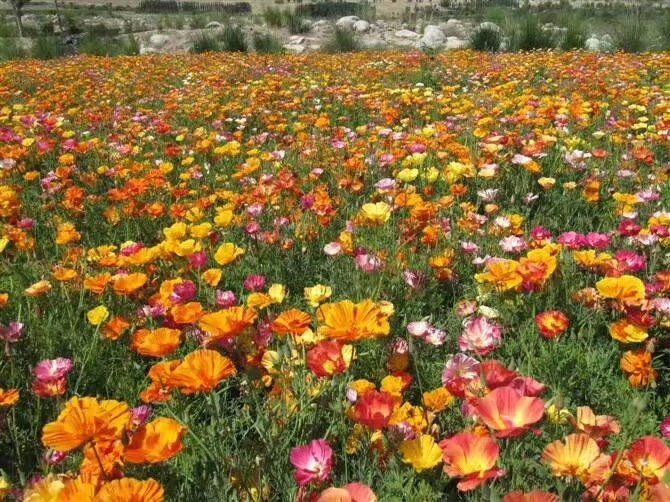 沭阳县 花菱草种子价格