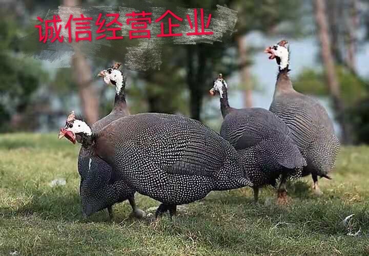 南宁珍珠鸡苗 珍禽 已打疫苗