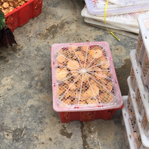 兴义市 紫花菌，谷熟菌