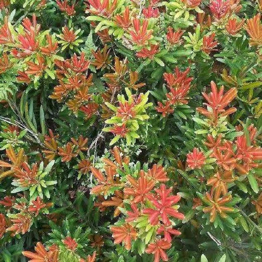 浏阳市海岛罗汉松盆景苗 真趣罗汉松 红芽罗汉松树苗 树种