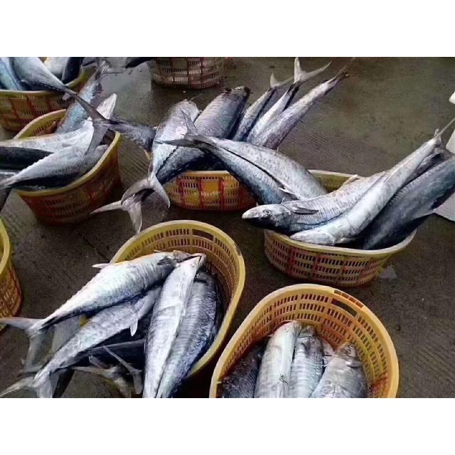 湛江深海馬鮫魚特大號(hào)新鮮中段肉片冷凍淡鹽袋裝鲅魚片順豐直達(dá)