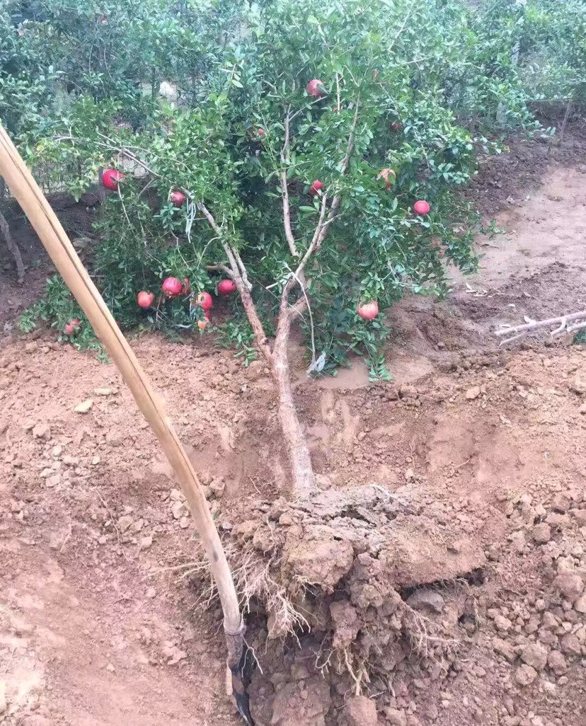  石榴树苗，蒙阳红石榴树苗，盆栽地栽当年结果