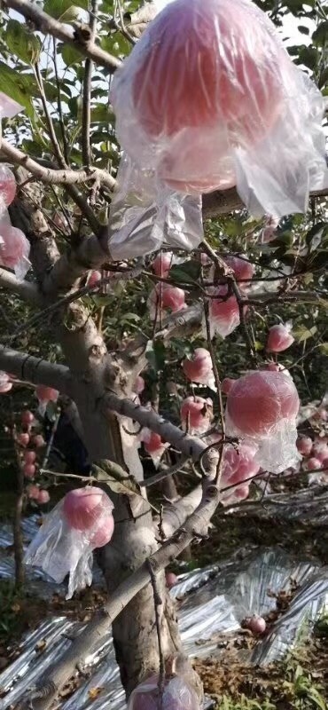临猗县 苹果
