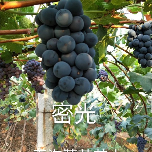 昌黎县蜜光葡萄苗 保证纯度 保证质量  基地直销 可实地考察