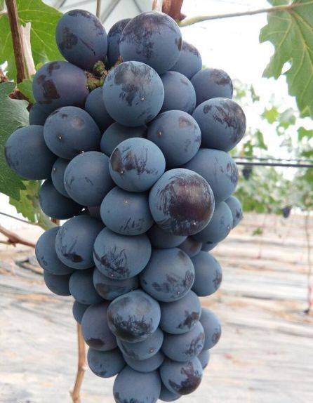 蜜光葡萄苗 保证纯度 保证质量  基地直销 可实地考察