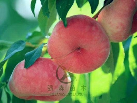平邑县美国红蟠桃树苗 正宗嫁接红蟠桃苗，种植基地直销，包成活包结果！