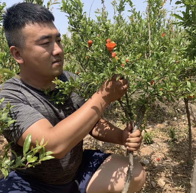  石榴树苗，蒙阳红石榴树苗，盆栽地栽当年结果