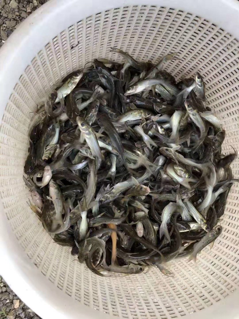  叉尾鮰魚苗   班點叉尾鮰魚苗+自孵水花