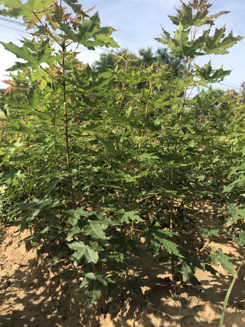 一年五角枫苗 长势好供货量大