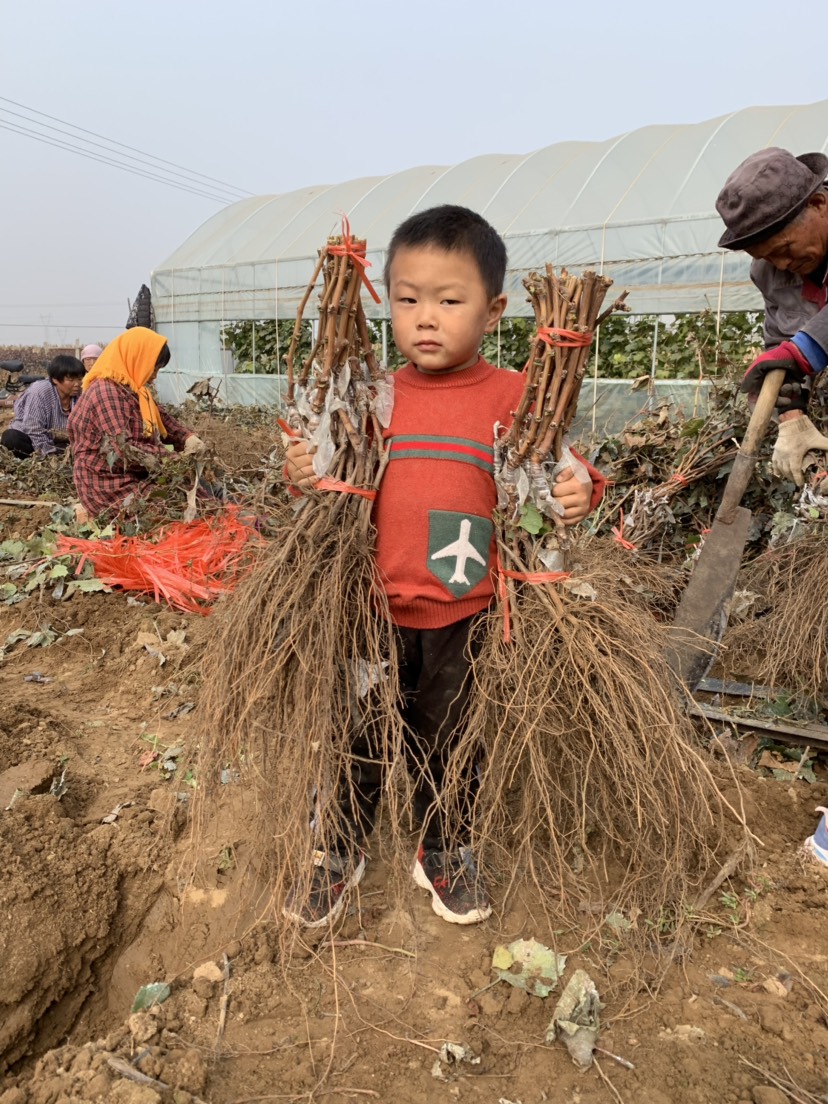 蜜光葡萄苗 保证纯度 保证质量  基地直销 可实地考察