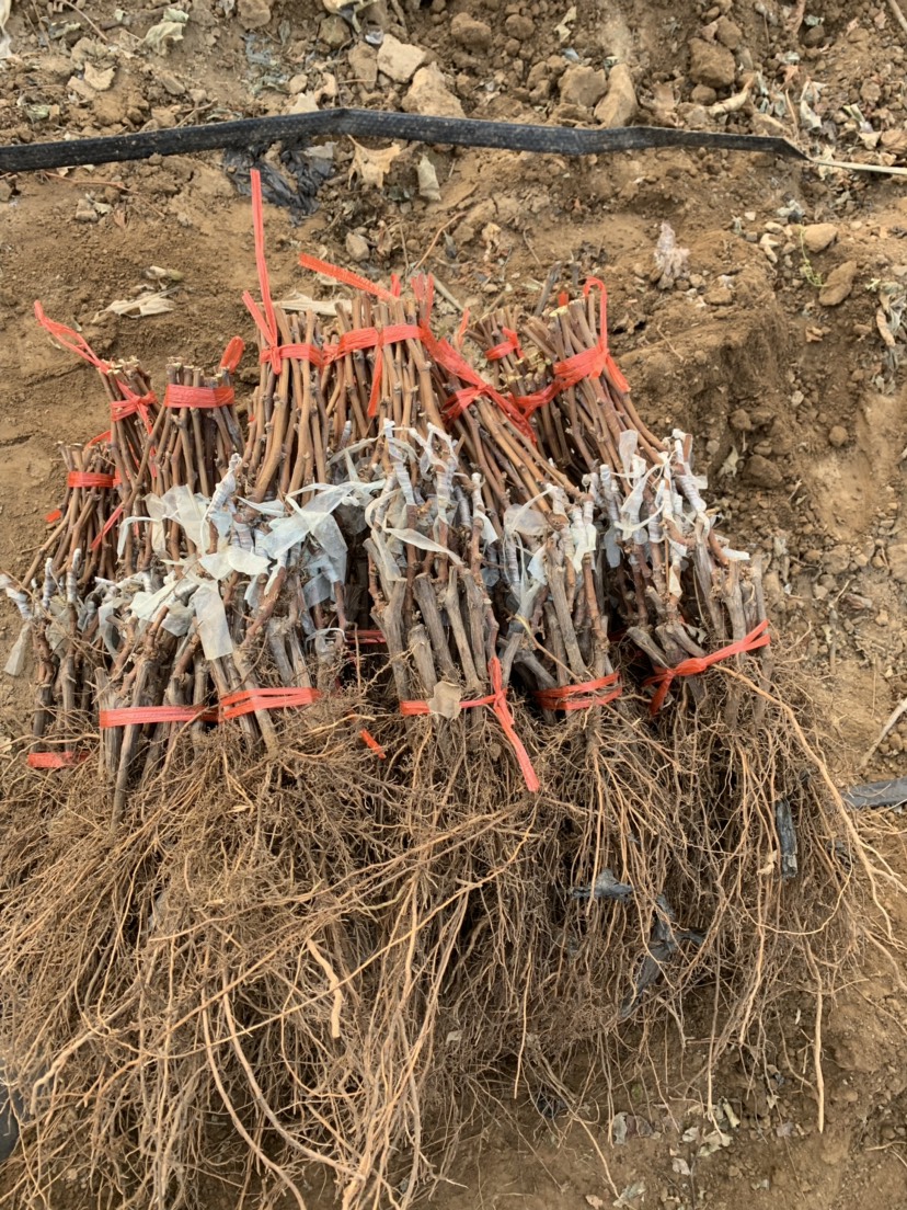 蜜光葡萄苗 保证纯度 保证质量  基地直销 可实地考察