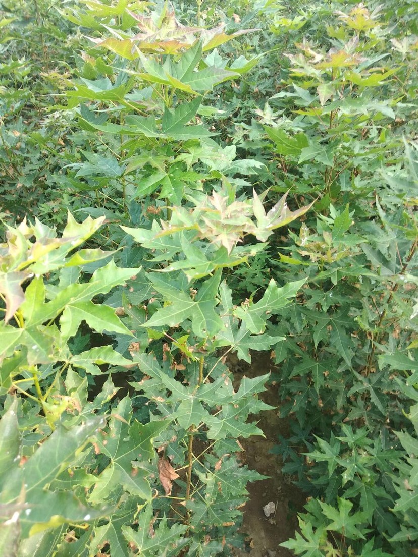  一年五角枫苗 长势好供货量大