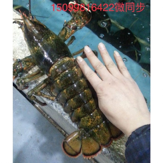 广州 波士顿龙虾  鲜活时价