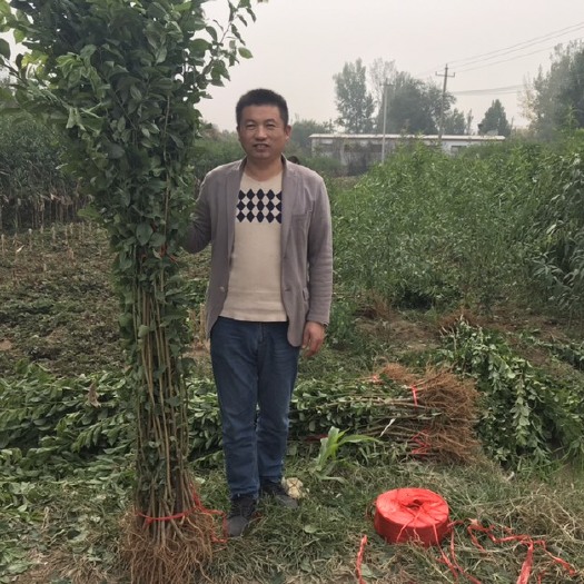 泰安毛桃苗 桃树原生苗桃树实树苗占地用桃树基地供应