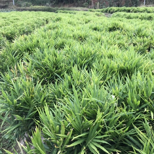 小黄姜 6两以上 带土