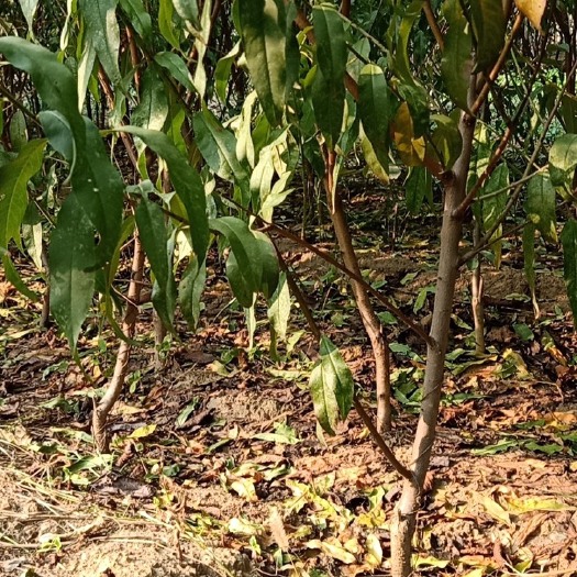 泰安毛桃苗 占地桃树3-8公分