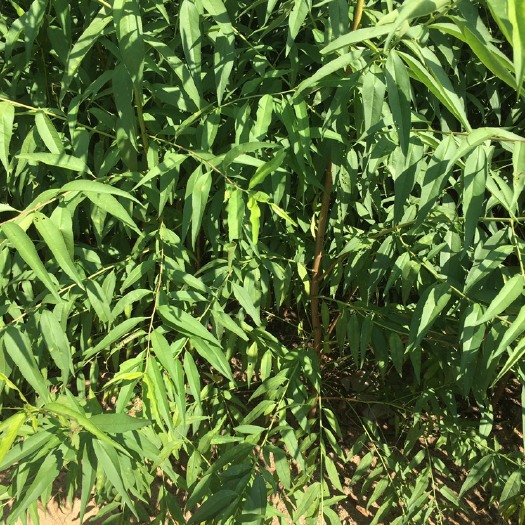 泰安 桃树苗，桃苗，桃树实生苗，实生苗，桃树沾木，毛桃苗，占地苗