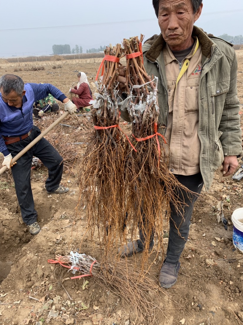 克伦生葡萄苗  保证纯度 保证质量  基地直销 可实地考察 假一赔十