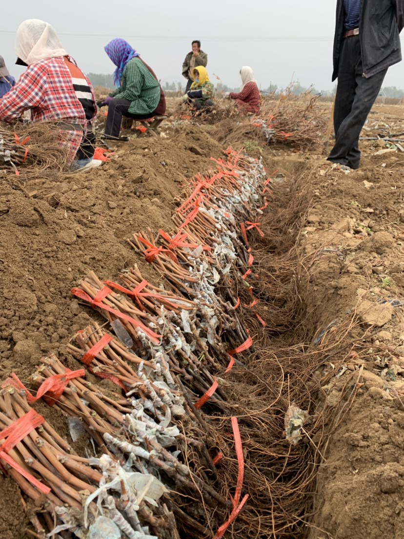 克伦生葡萄苗  保证纯度 保证质量  基地直销 可实地考察 假一赔十