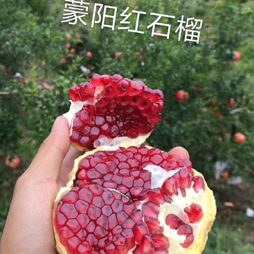 平邑县 石榴树苗，蒙阳红石榴树苗，盆栽地栽当年结果