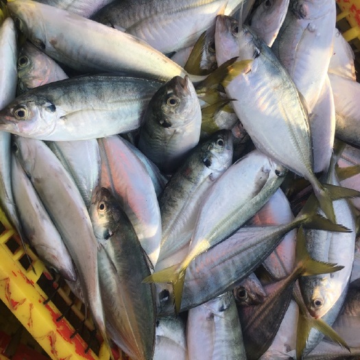 海鱼、各种天然海鱼