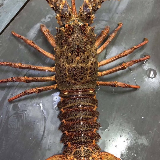 广州 澳洲龙虾鲜活大龙虾特大奥龙海鲜水产活体时价