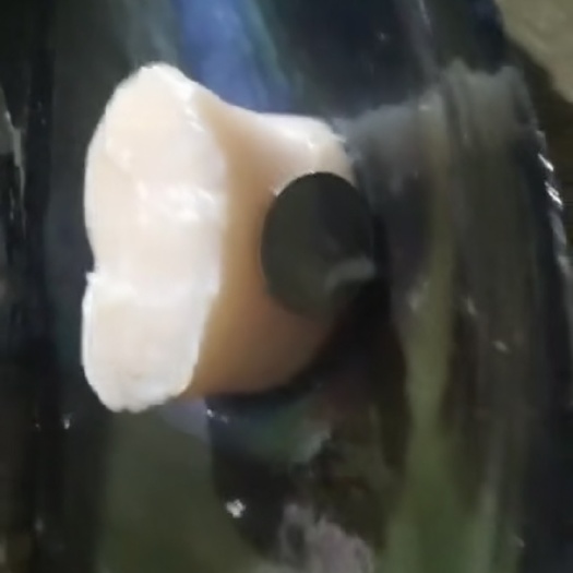 日照 带子江瑶贝