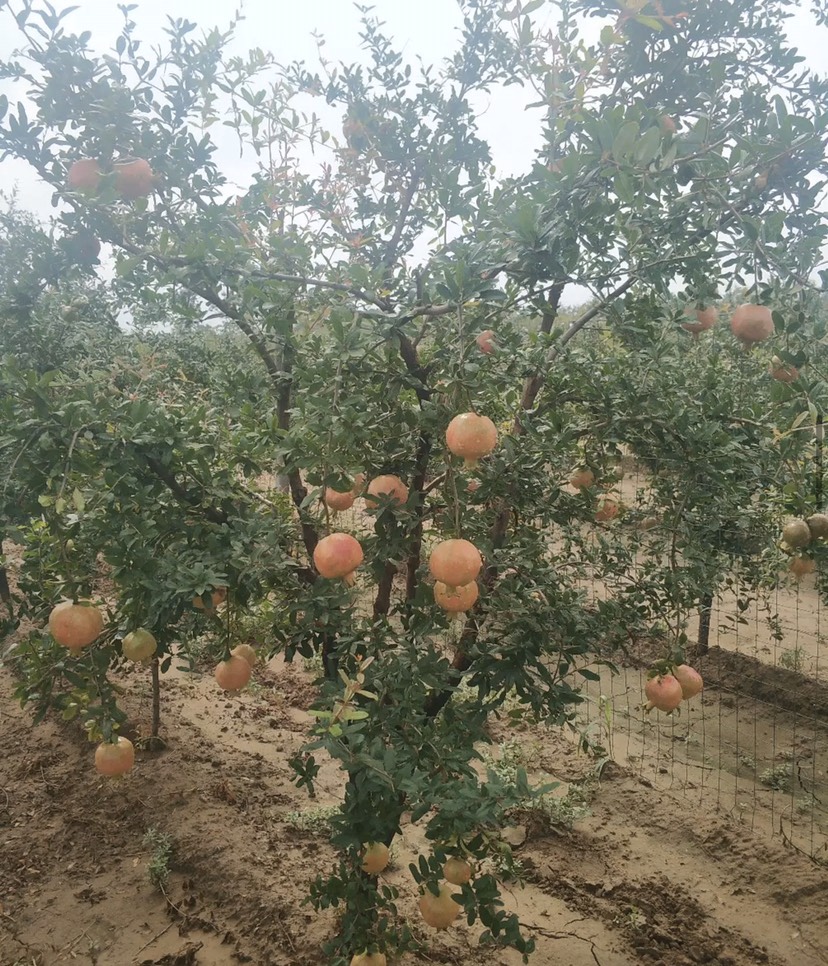 蒙陽紅石榴苗,石榴樹苗,當年結果南方北方種植