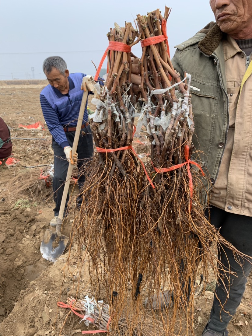 克伦生葡萄苗  保证纯度 保证质量  基地直销 可实地考察 假一赔十